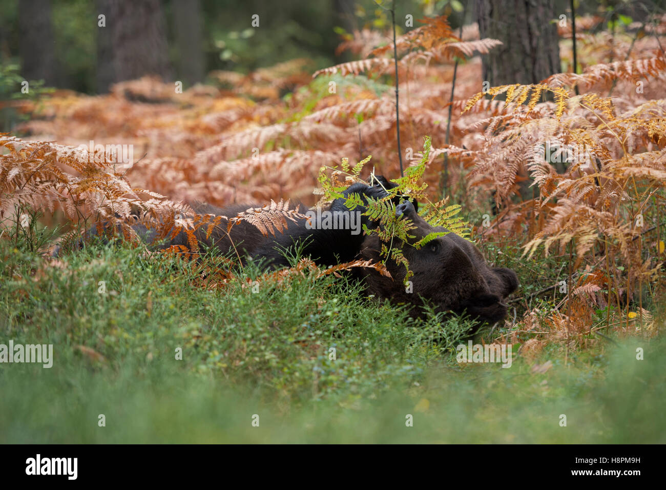 Ours brun européen / Braunbaer ( Ursus arctos ) couché sur le dos dans le sous-bois d'une forêt, jouant avec des fougères, drôle, Europe. Banque D'Images