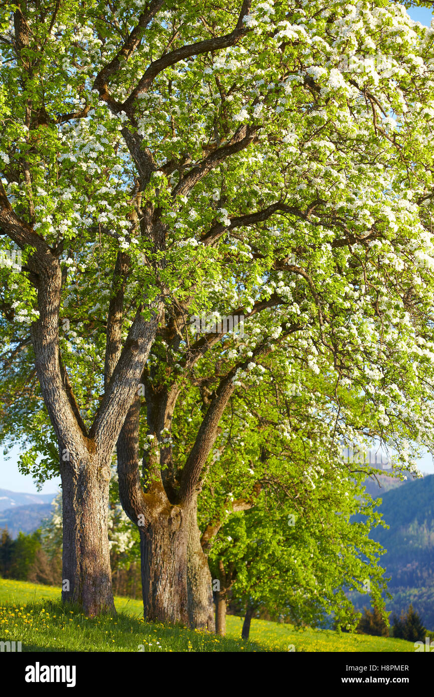 Rangée de poiriers en fleurs dans la région de Mostviertel, en Basse-Autriche, Autriche, Europe Banque D'Images