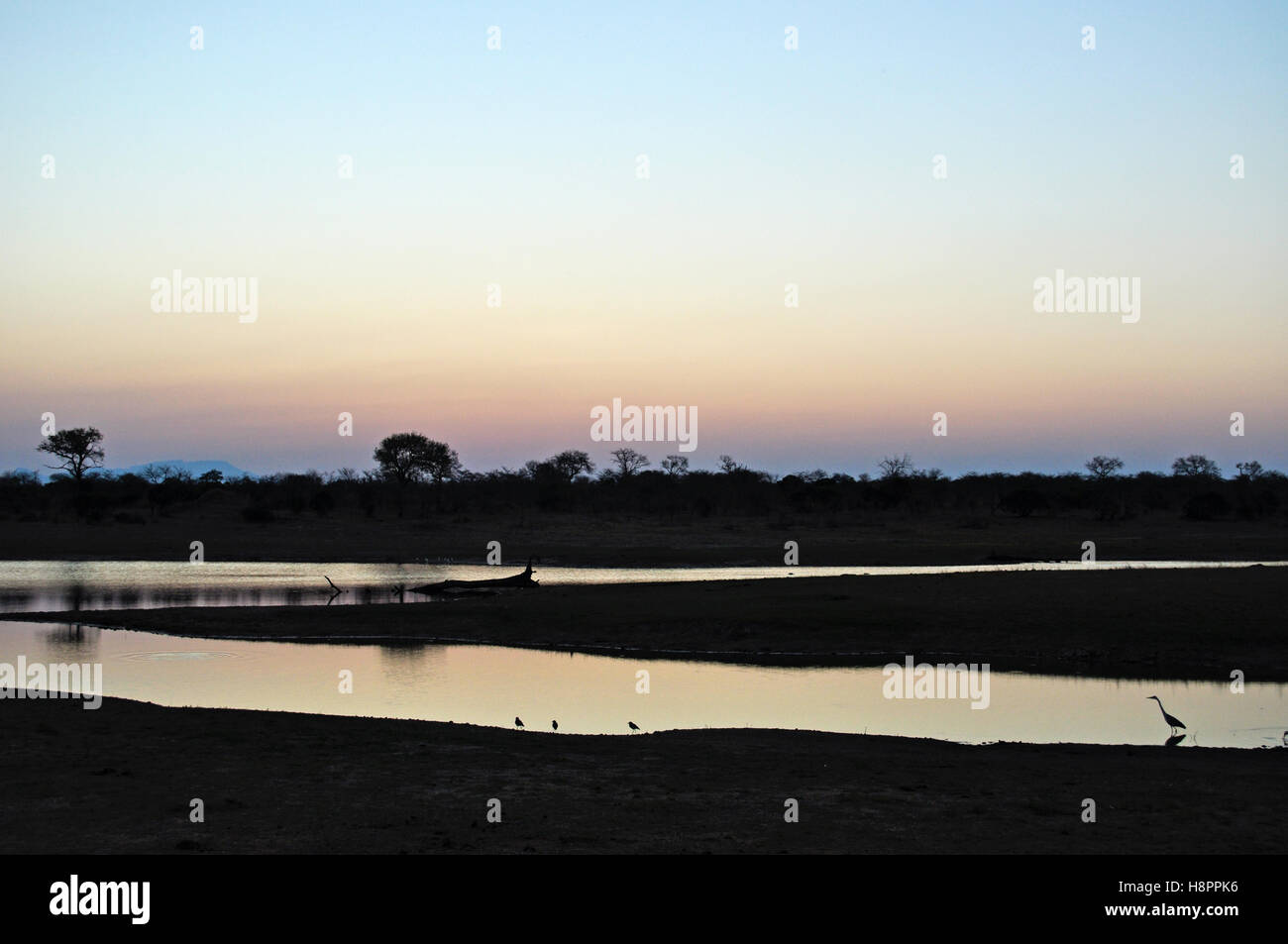 Safari en Afrique du Sud, rose savannah : oiseaux à côté d'une piscine naturelle à l'aube dans le Parc National Kruger, la plus grande réserve animalière en Afrique depuis 1898 Banque D'Images