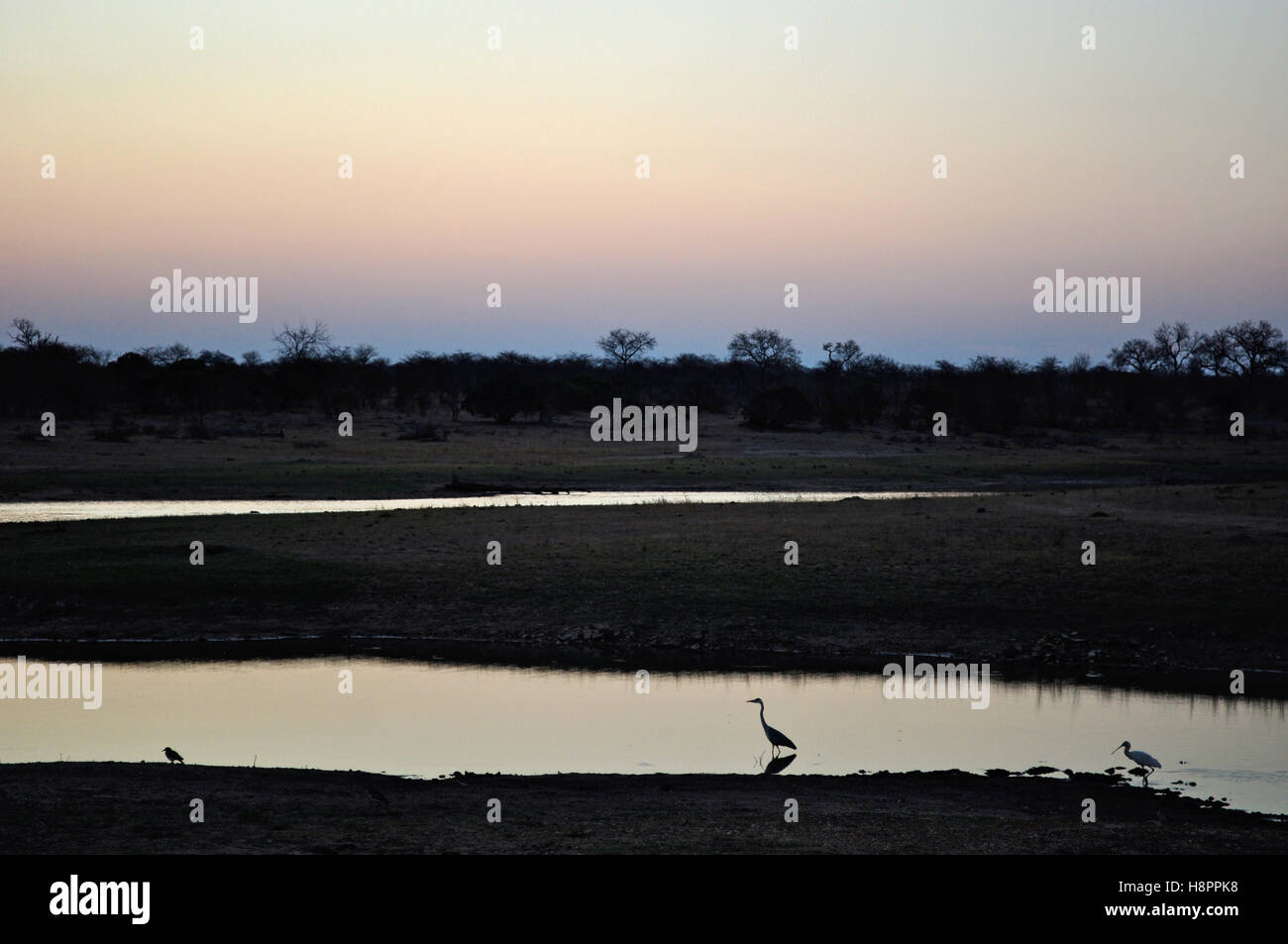 Safari en Afrique du Sud, rose savannah : oiseaux à côté d'une piscine naturelle à l'aube dans le Parc National Kruger, la plus grande réserve animalière en Afrique depuis 1898 Banque D'Images