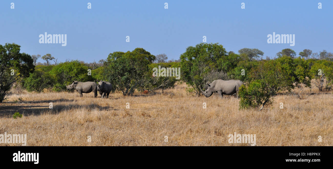 Safari en Afrique du Sud, vert savannah : rhinocéros noirs dans une prairie à l'entrée du Parc National Kruger, la plus grande réserve animalière en Afrique depuis 1898 Banque D'Images