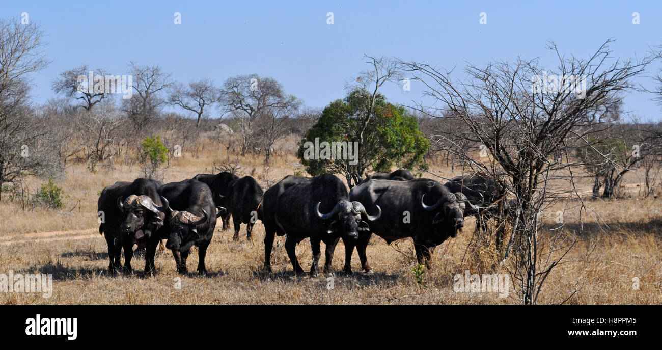 Safari en Afrique du Sud, de la savane : Troupeau de buffles africains dans le Parc National Kruger, la plus grande réserve animalière en Afrique depuis 1898 Banque D'Images