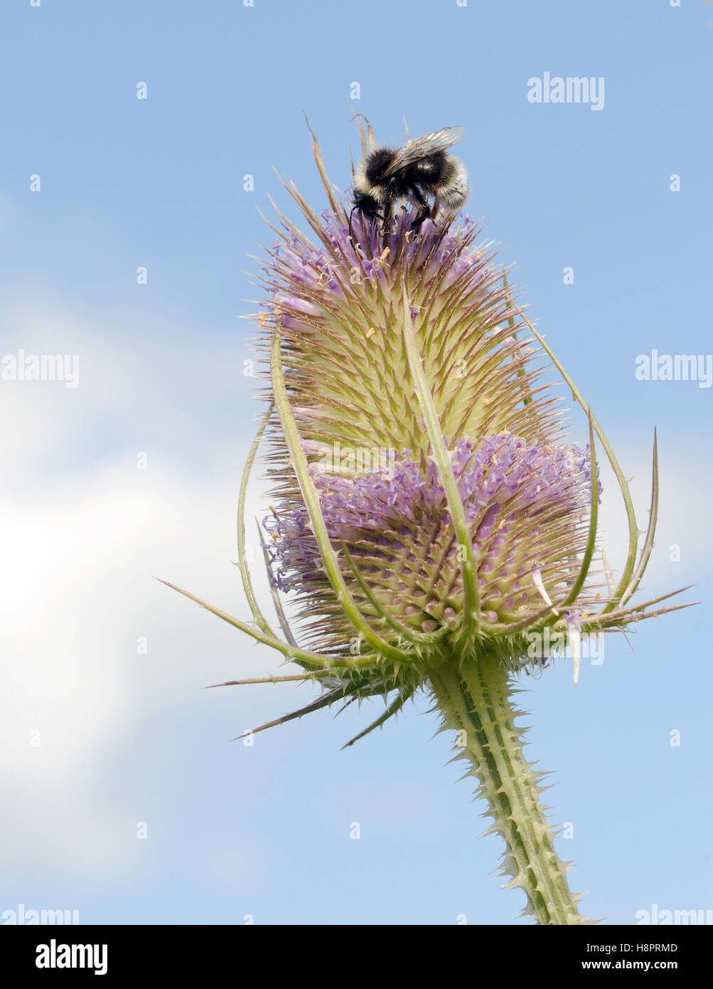 Un parasite de l'abeille coucou coucou tzigane bourdon (Bombus bohemicus) se nourrissent d'une cardère (Dipsacus fullonum) capitule. Bedgebury Forêt, Kent, UK. Banque D'Images