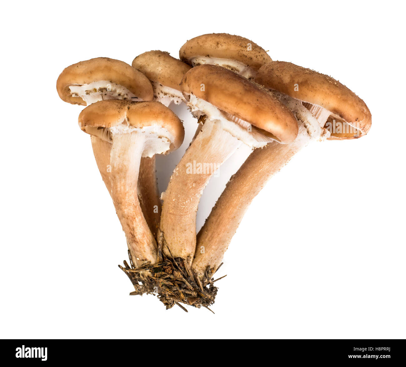 Les champignons sauvages, le miel Armillaria agarics Banque D'Images