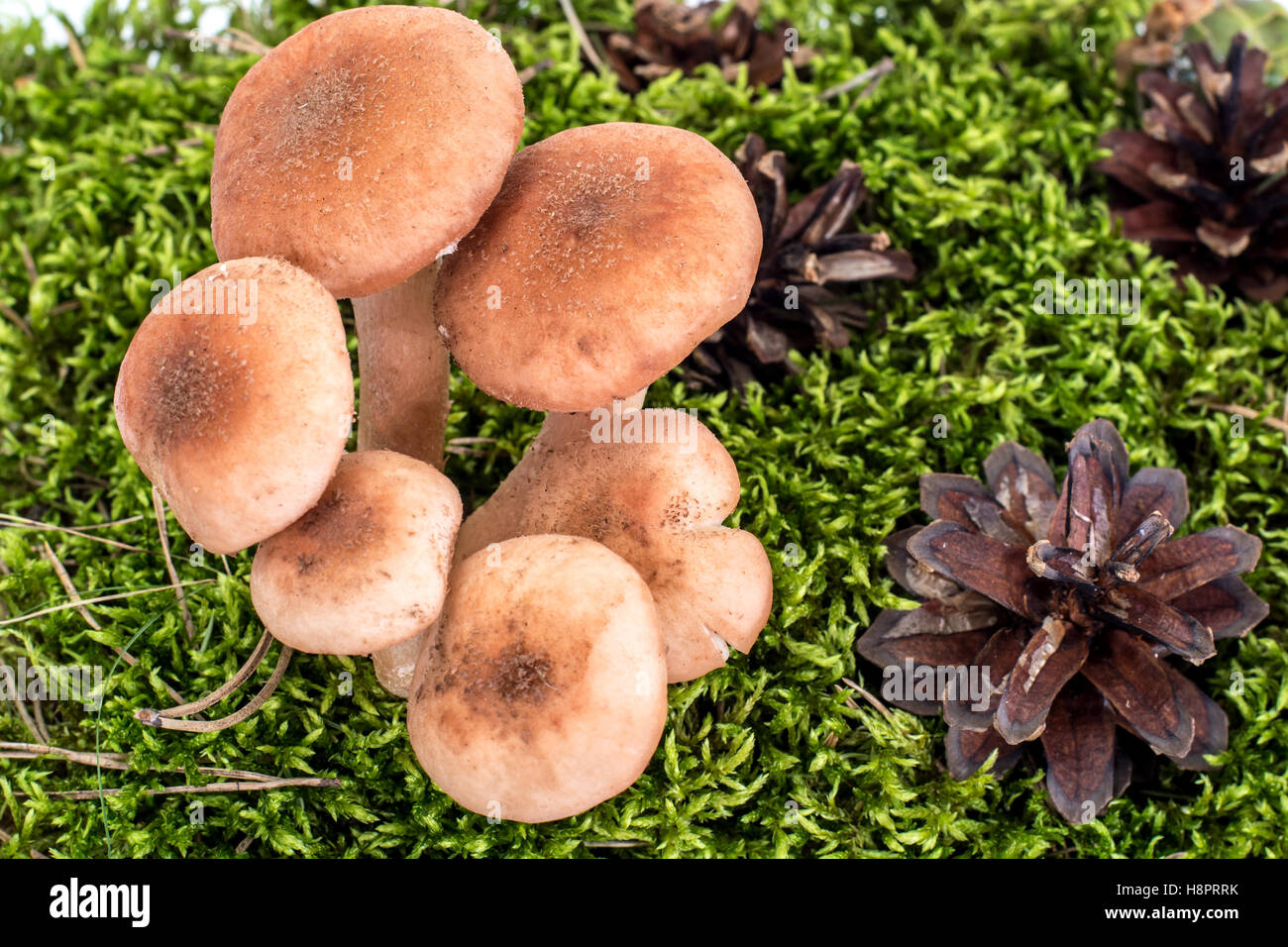 Les champignons sauvages, le miel Armillaria sur Toon Green Natural Background Banque D'Images