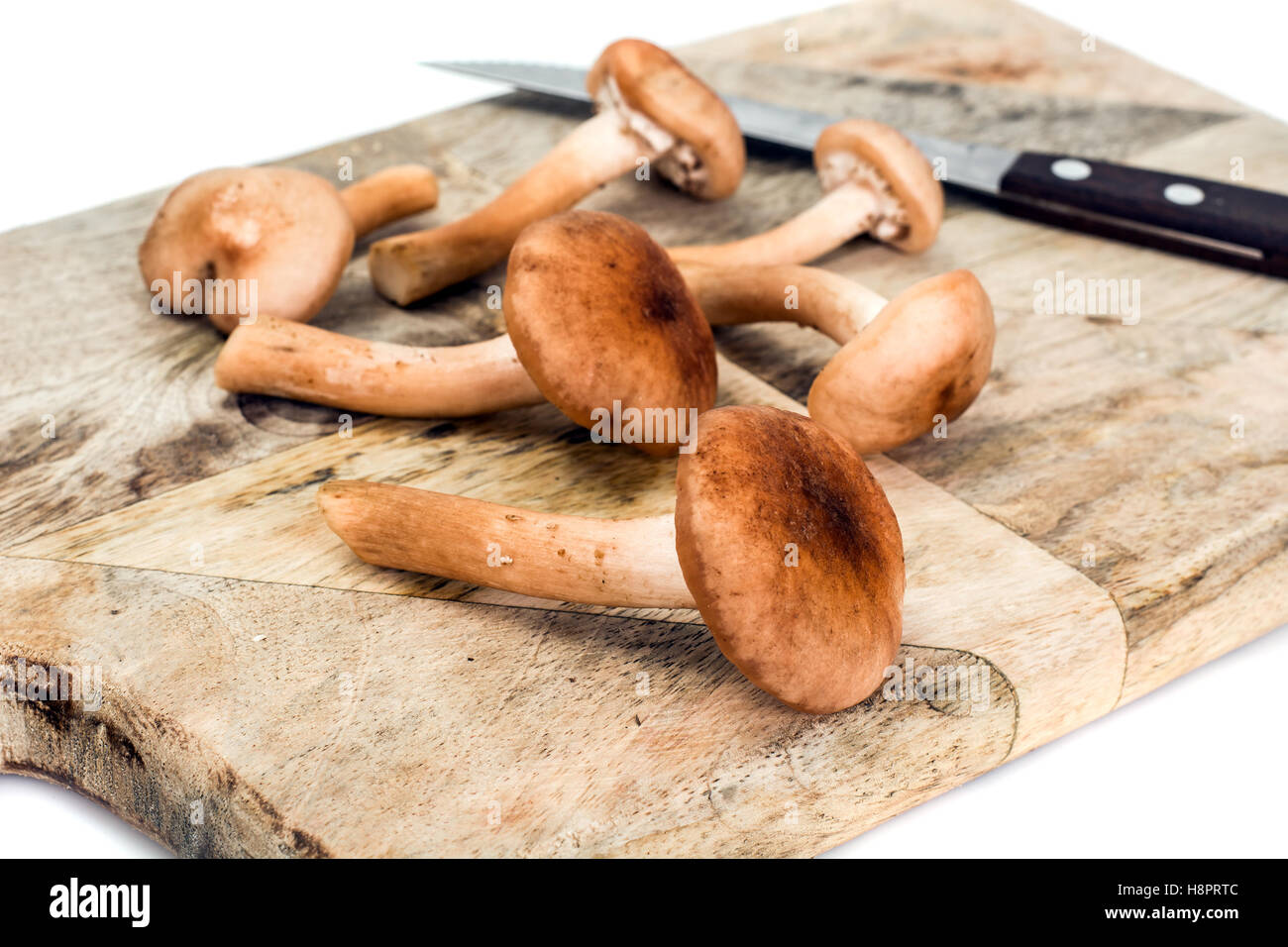 Les champignons sauvages, le miel Armillaria agarics Banque D'Images