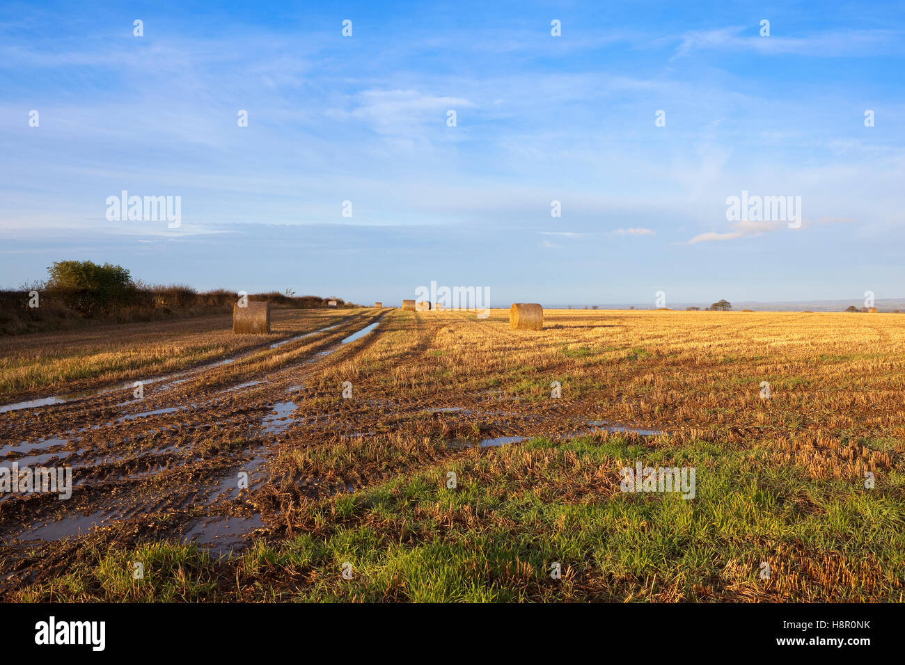 Un champ boueux de l'automne avec les traces de pneus et des balles de paille rondes sur les Yorkshire Wolds. Banque D'Images