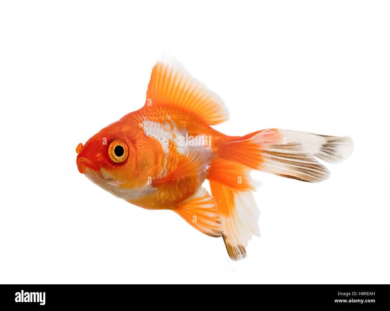 Poisson rouge oranda over white background Banque D'Images