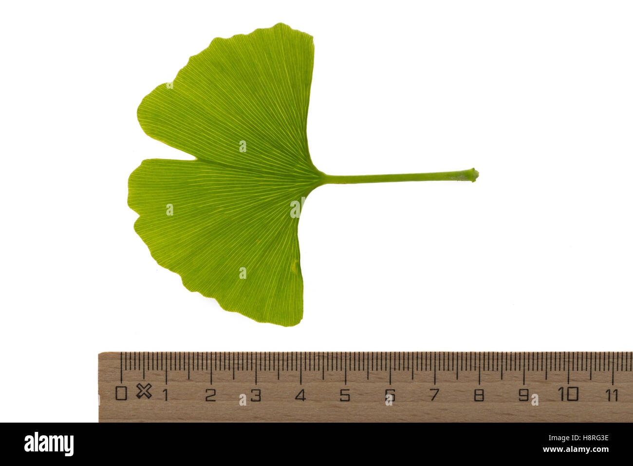 Mädchenhaarbaum Fächertanne, Ginkgo, Blatt, Blätter,, le Ginkgo biloba, arbre aux 40 écus, arbre aux quarante écus, Ginko, le Gingko. Bl Banque D'Images