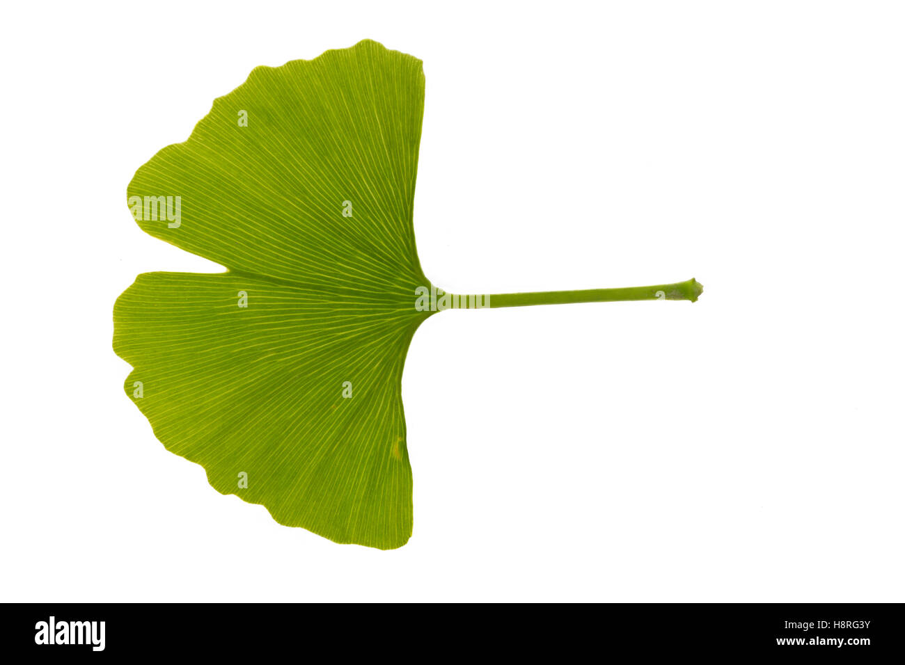 Mädchenhaarbaum Fächertanne, Ginkgo, Blatt, Blätter,, le Ginkgo biloba, arbre aux 40 écus, arbre aux quarante écus, Ginko, le Gingko. Bl Banque D'Images