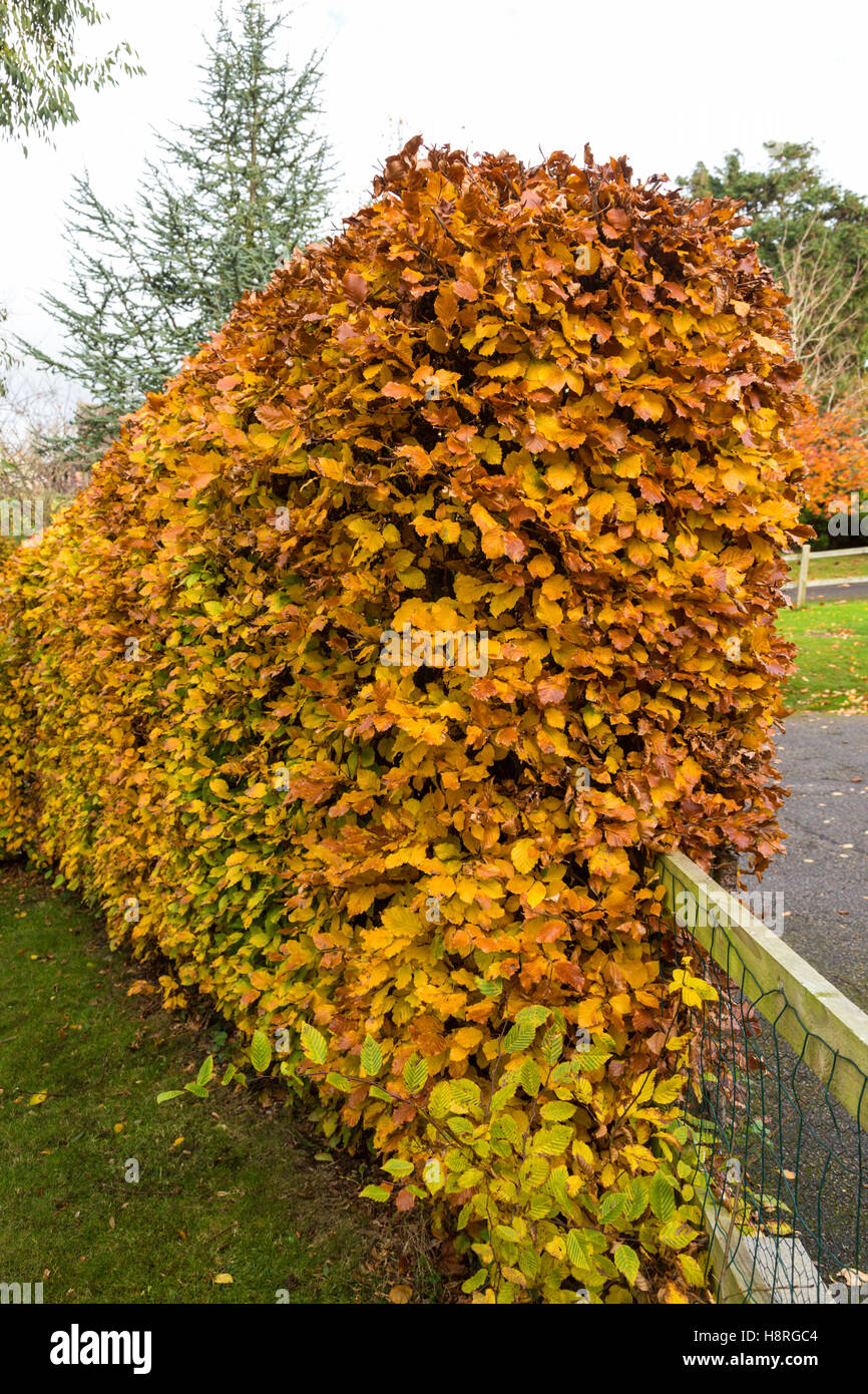 Une haie de hêtre, Fagus sylvatica, en plein automne couleur à côté d'une clôture basse dans un jardin anglais. Banque D'Images