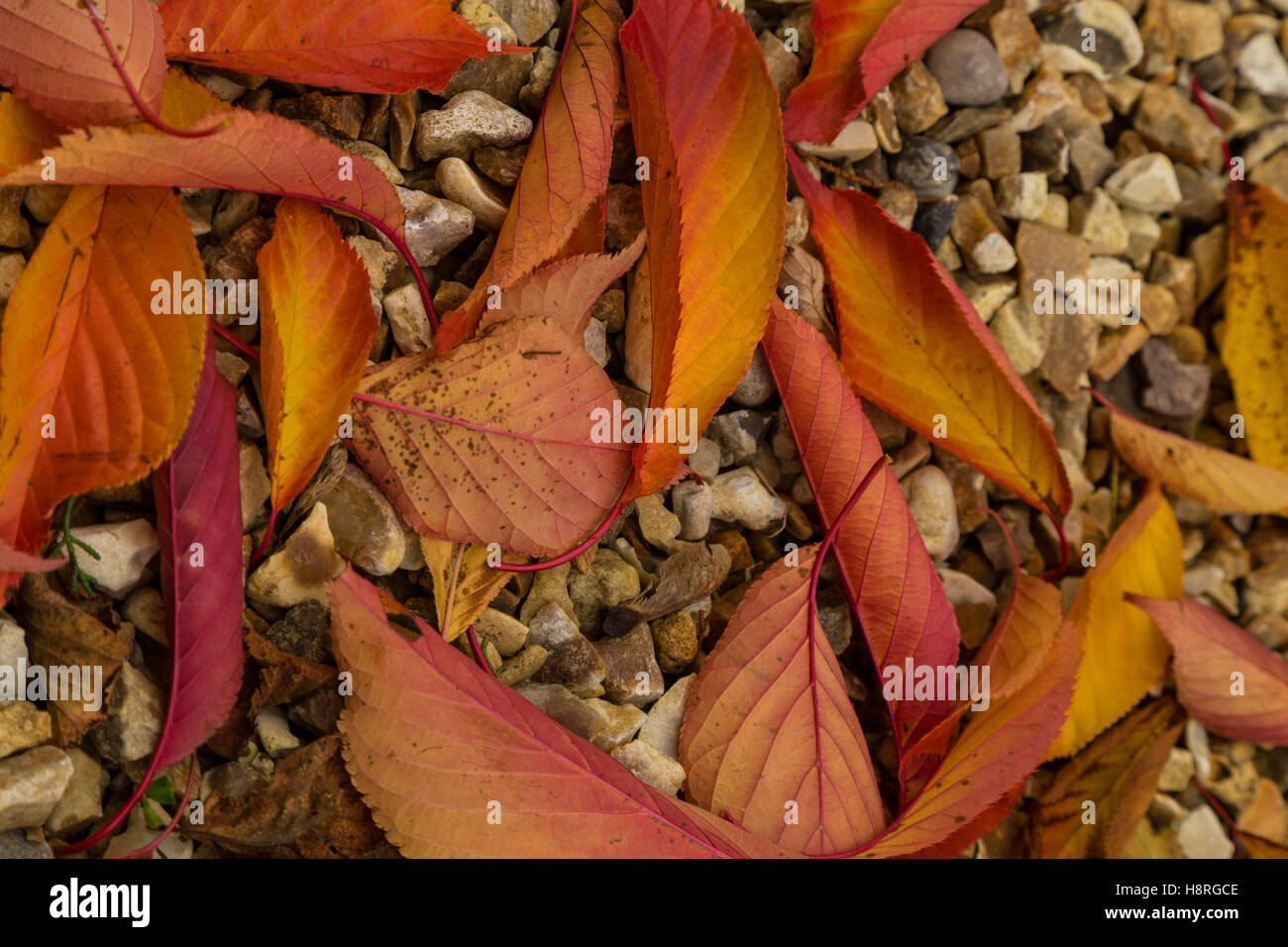 La décoloration des feuilles sur un sentier de gravier à l'automne d'un Japanese flowering cherry tree - Kanzan. Banque D'Images