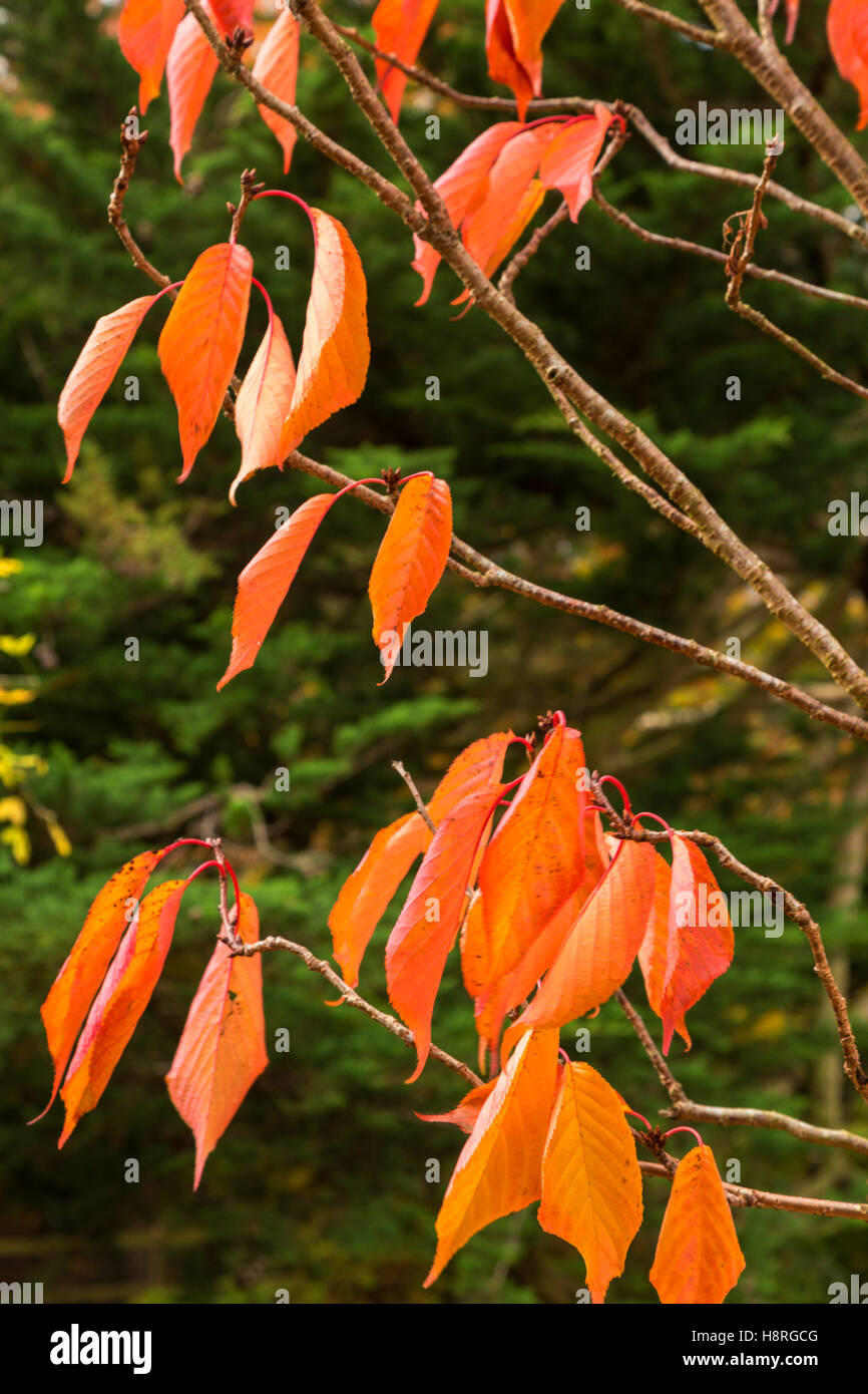 La décoloration des feuilles à l'automne un Japanese flowering cherry tree - Kanzan. Banque D'Images