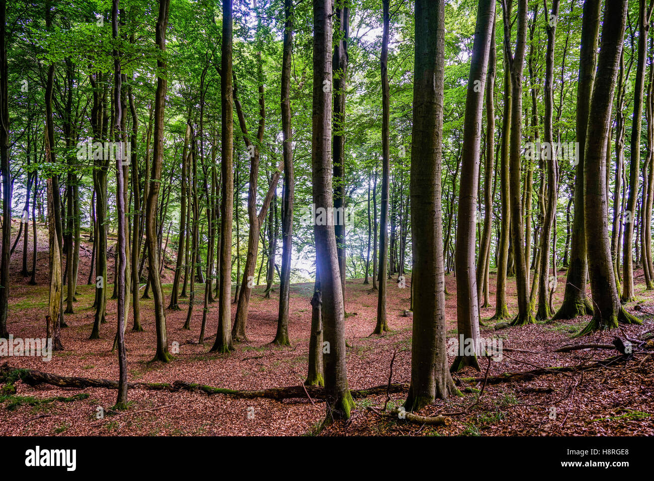 Des forêts primaires de hêtres au Parc National de Jasmund, sur l'île de Rügen, Mecklenburg-Vorpommern, Allemagne Banque D'Images