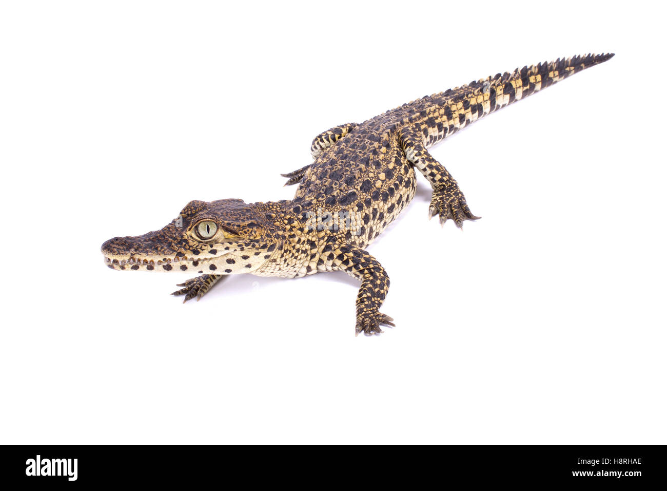 Crocodile de Cuba (Crocodylus rhombifer, Banque D'Images