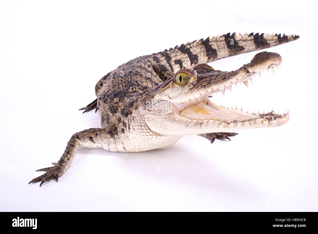 Crocodile Crocodylus mindorensis,Philippine Banque D'Images
