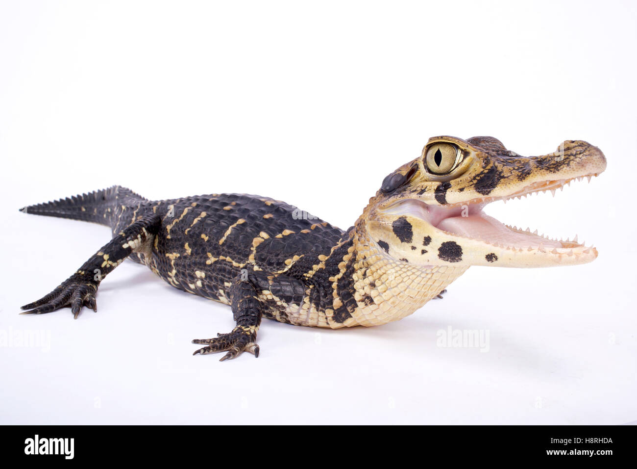 Caiman noir,Melanosuchus niger Banque D'Images