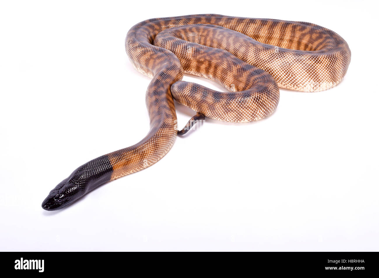 Python à tête noire, Aspidites melanocephalus Banque D'Images