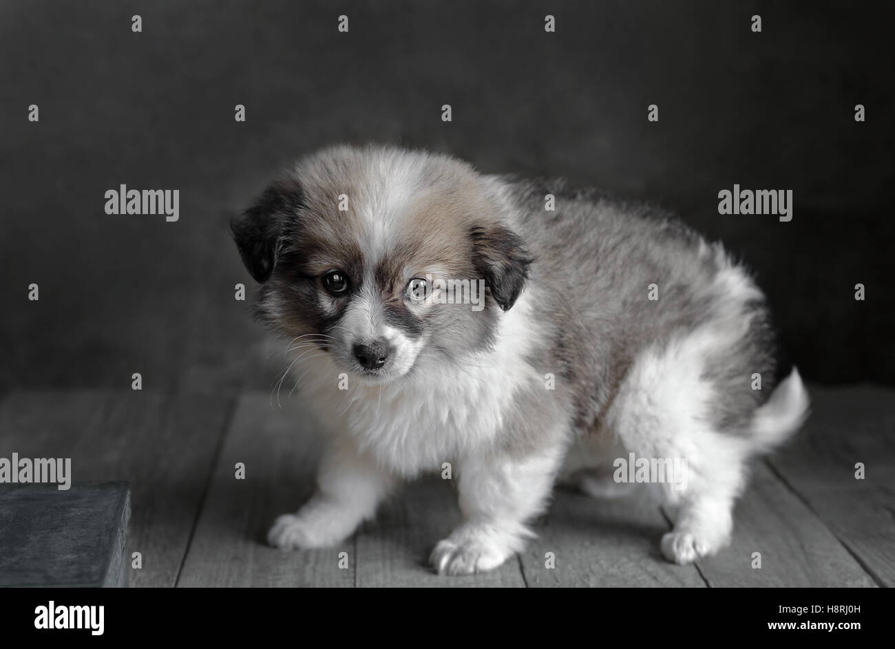 Petit chiot se tient sur un fond gris foncé. Banque D'Images