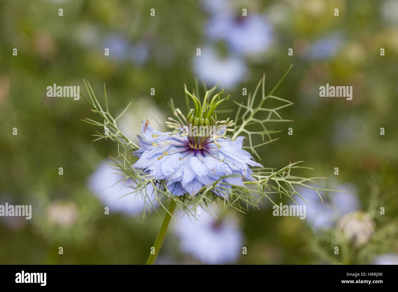 Gros plan d'un seul Nigella Damascena sur un fond vert flou, Royaume-Uni Banque D'Images