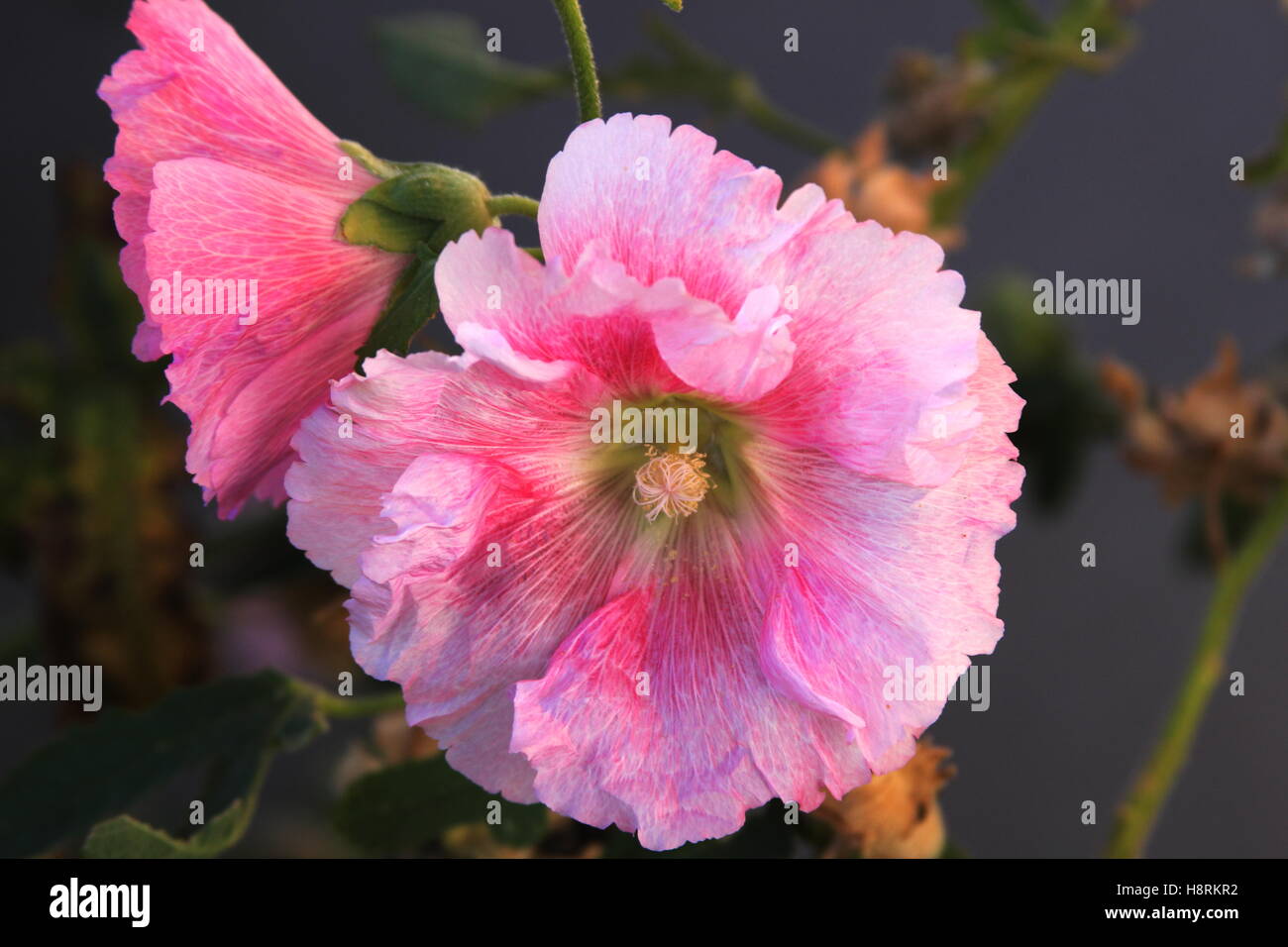 Gros plan fleurs rose trémière rose Banque D'Images