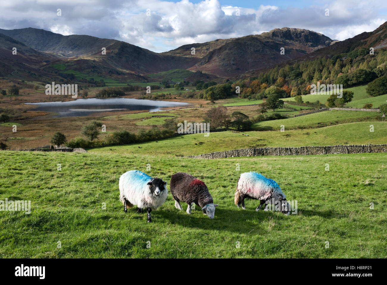 Le pâturage des moutons au-dessus de peu de Langdale Tarn, Parc National de Lake District, Cumbria Banque D'Images