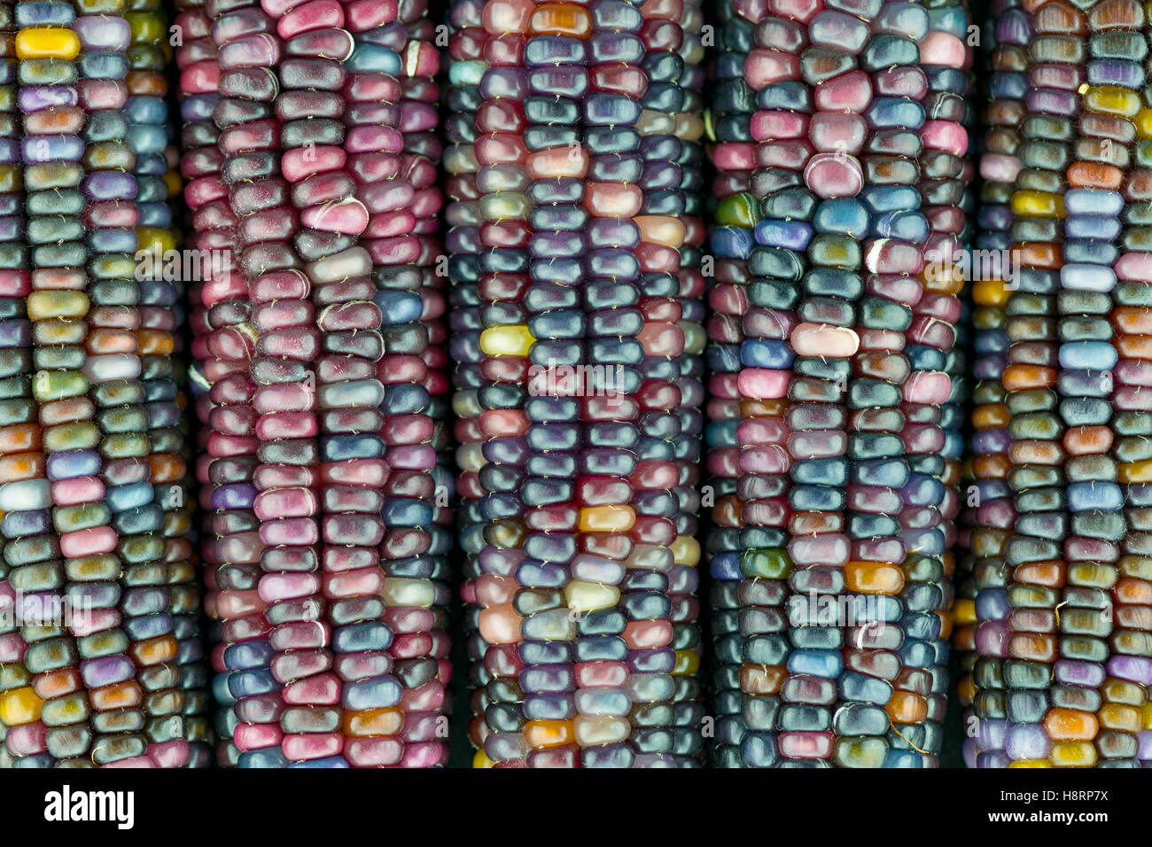 Macro-vision des oreilles, bijou verre unique variété de maïs de couleur arc-en-ciel Banque D'Images