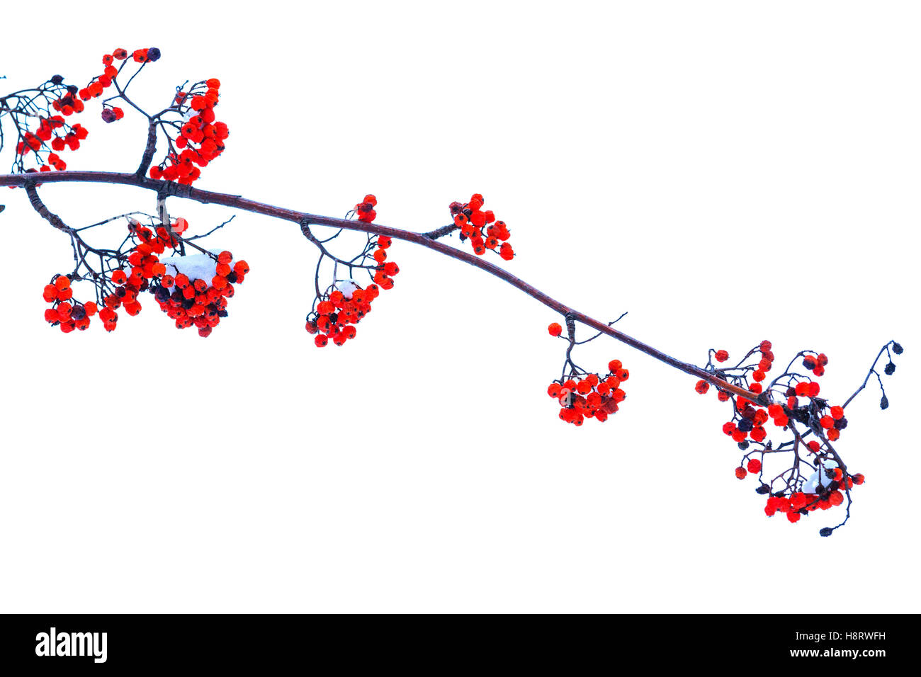Sorbus branche avec fruits rouges sur fond blanc Banque D'Images