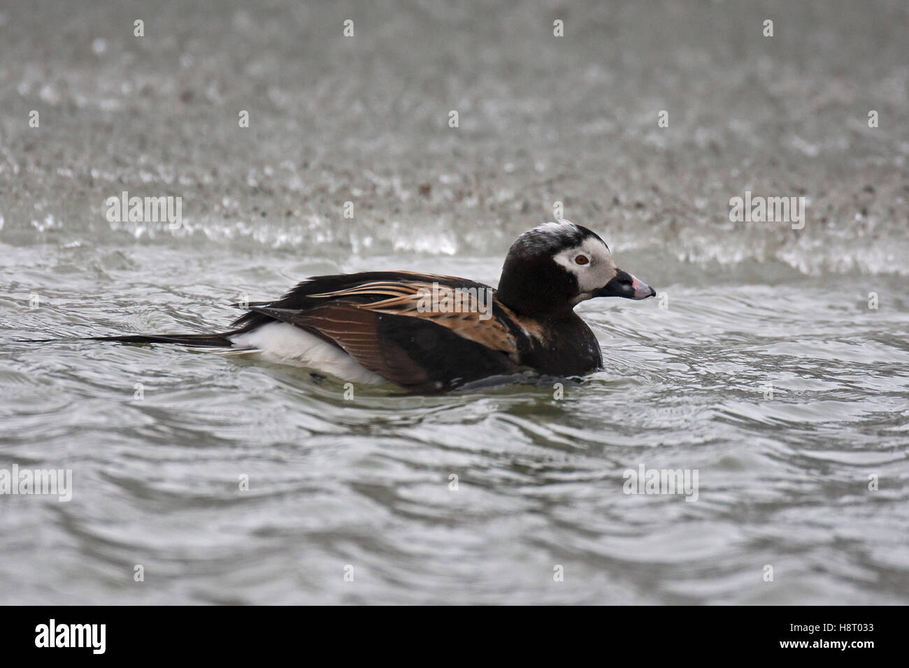 Le Harelde kakawi (Clangula hyemalis) masculin natation en mer au printemps Banque D'Images