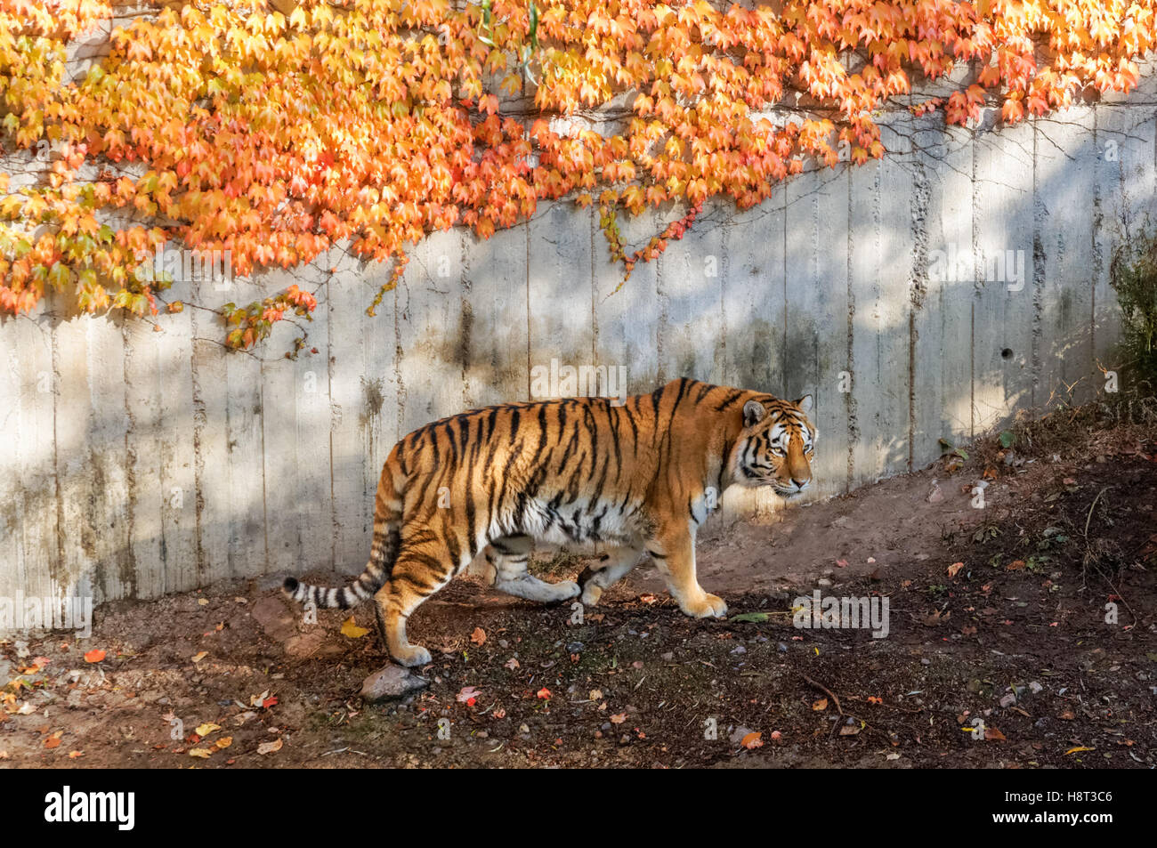Tigre de Sibérie au Zoo de Copenhague, Danemark Banque D'Images