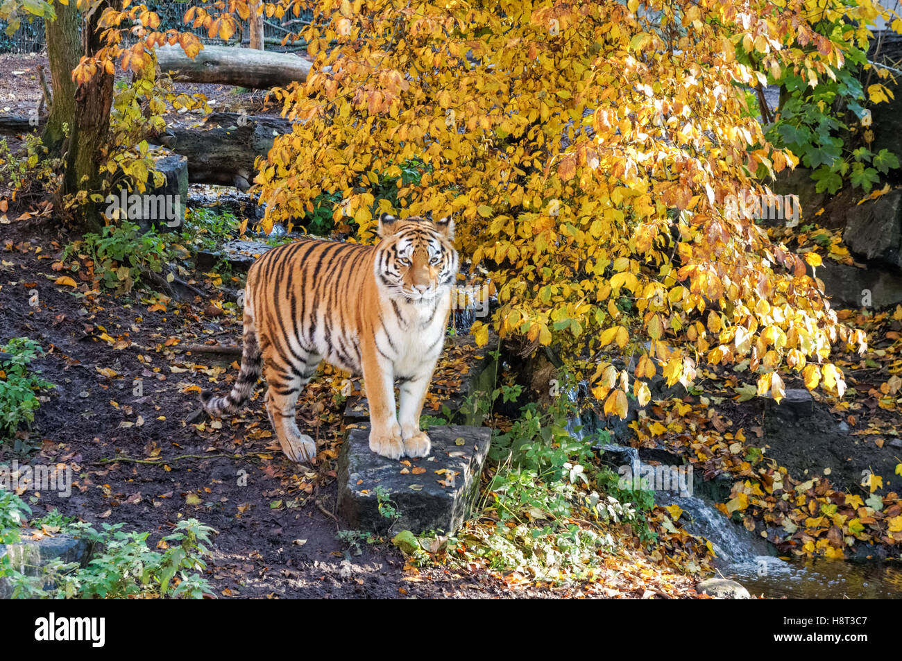 Tigre de Sibérie au Zoo de Copenhague, Danemark Banque D'Images