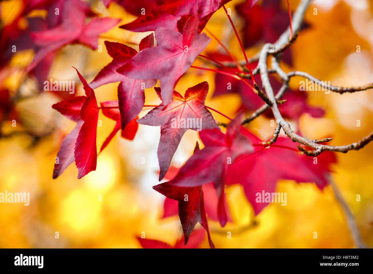 Liquidambar styraciflua colorés feuilles sur une branche dans une profonde rouge écarlate couleurs d'automne sur fond jaune close-up dans le sud-est de l'Angleterre, Royaume-Uni Banque D'Images