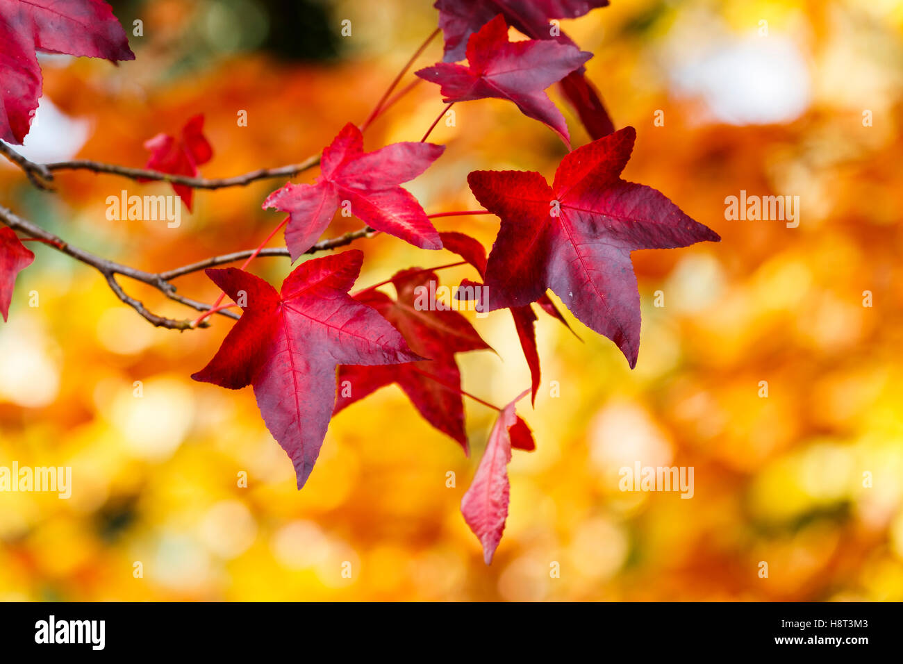Liquidambar styraciflua colorés feuilles sur une branche dans une profonde rouge écarlate couleurs d'automne sur fond jaune close-up dans le sud-est de l'Angleterre, Royaume-Uni Banque D'Images