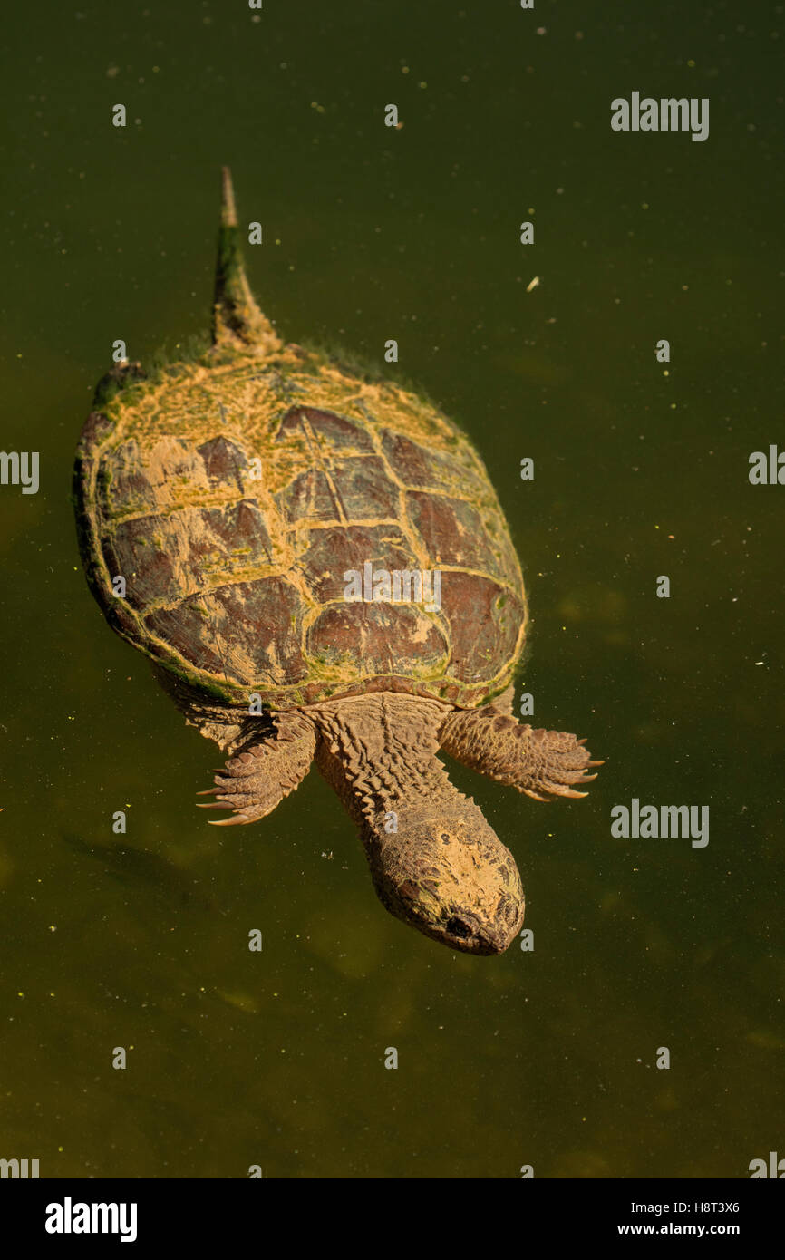 Tortue serpentine, Chelydra serpentina, manger la marigane blanche Banque D'Images