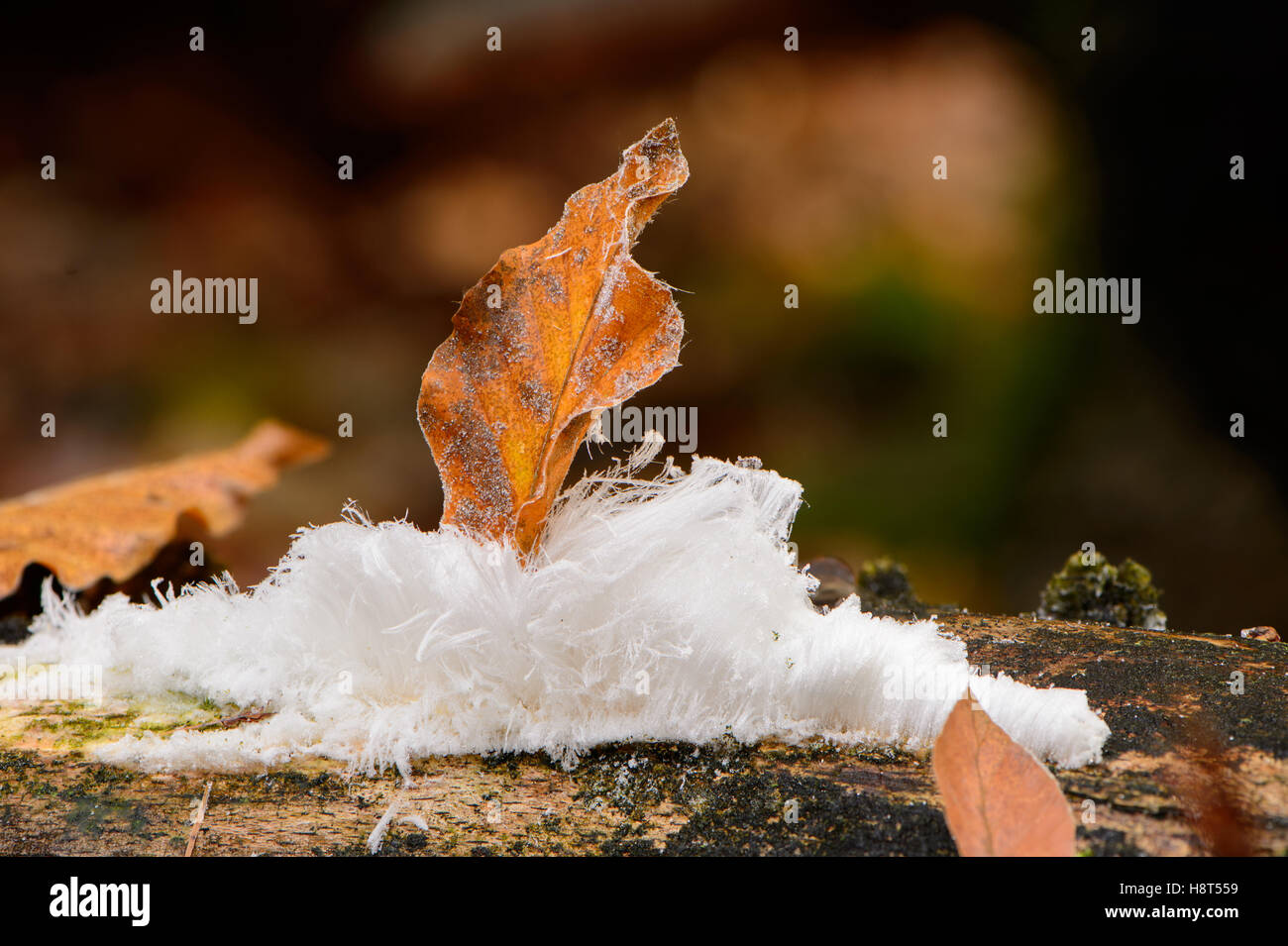 La glace sèche est l'eau gelée qui est poussé hors du bois de hêtre morts par des champignons. Il n'apparaît que lorsque c'est le gel 1 ou 2 degrés en dessous de zéro et de l'humidité est élevée. Il est aussi appelé frost barbe. Banque D'Images