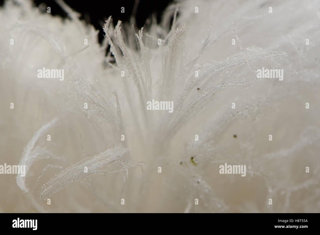 La glace sèche est l'eau gelée qui est poussé hors du bois de hêtre morts par des champignons. Il n'apparaît que lorsque c'est le gel 1 ou 2 degrés en dessous de zéro et de l'humidité est élevée. Il est aussi appelé frost barbe. Banque D'Images