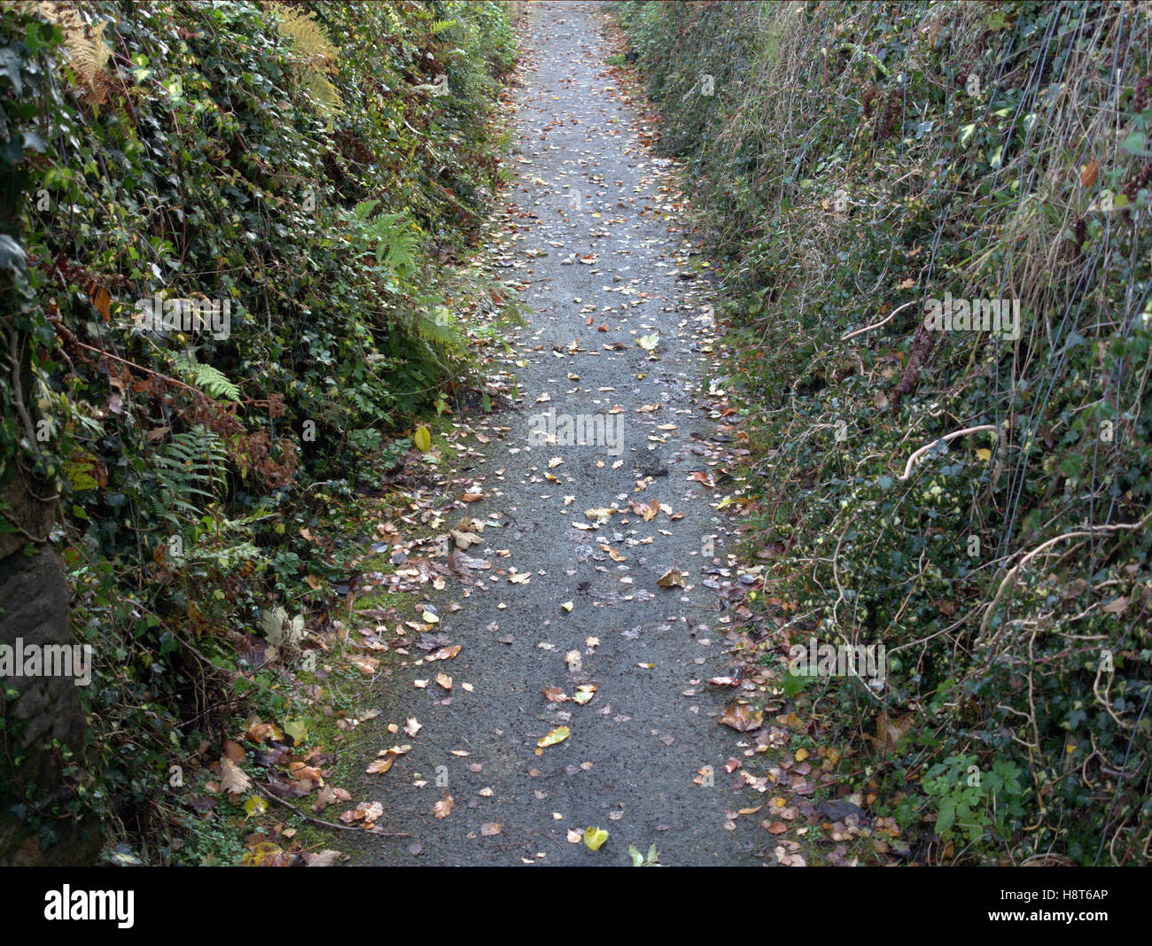 Couvert de feuilles de fond et le chemin d'étapes Banque D'Images