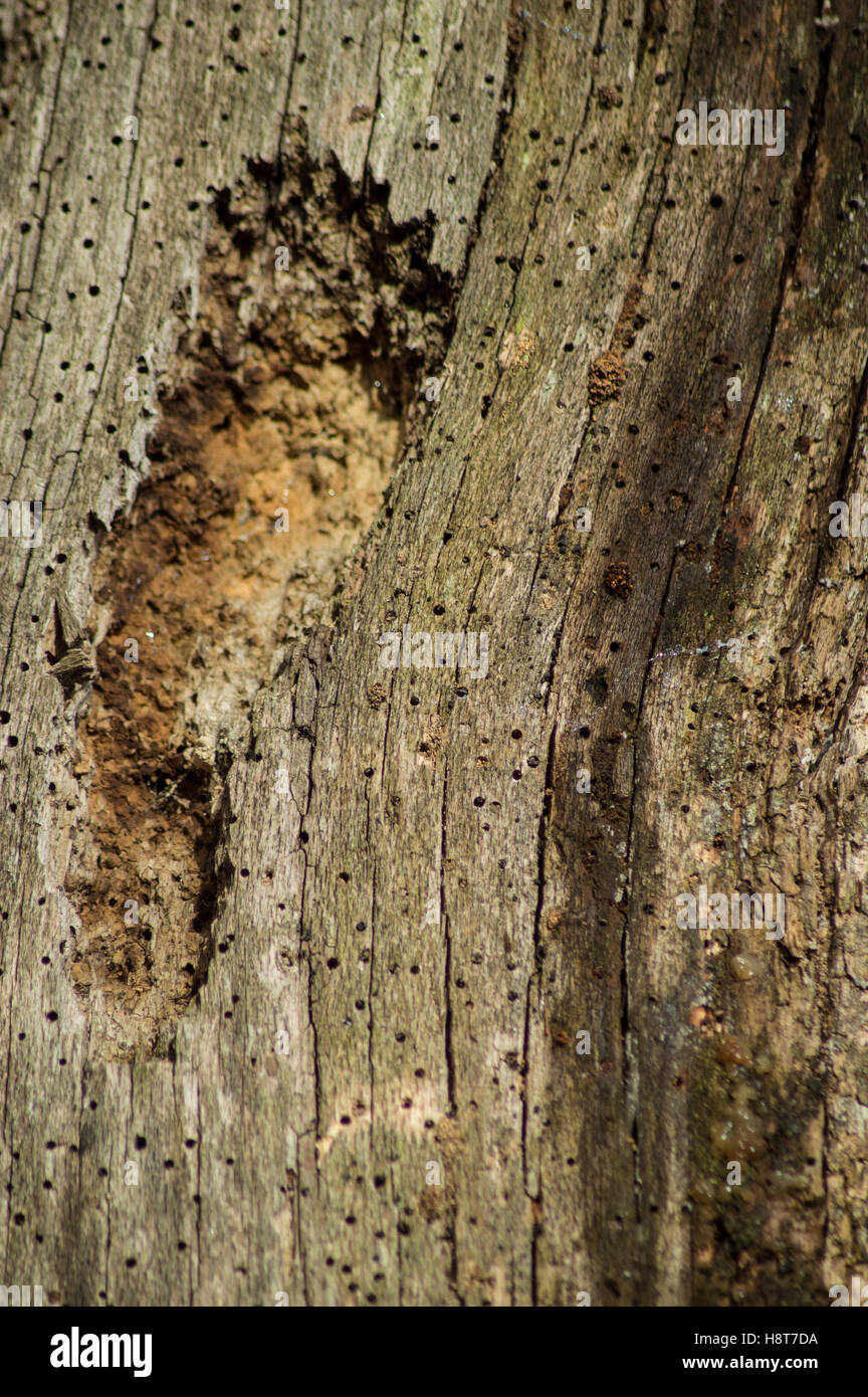 L'écorce des arbres sur un arbre vivant dans la région de Singleton park, Swansea, Pays de Galles, avec woodworm Golf Polo Banque D'Images
