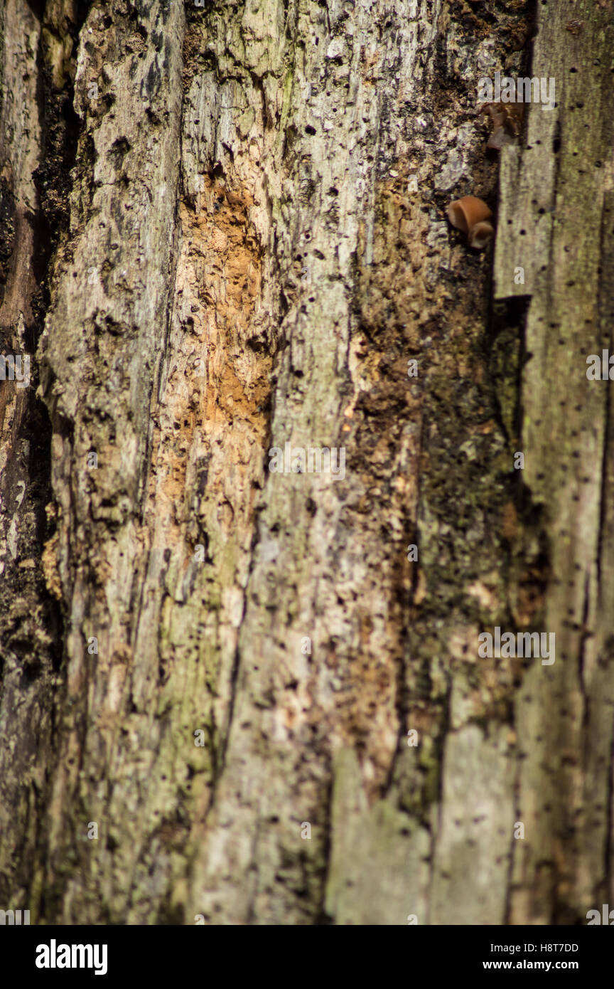 L'écorce des arbres sur un arbre vivant dans la région de Singleton park, Swansea, Pays de Galles, avec woodworm Golf Polo Banque D'Images