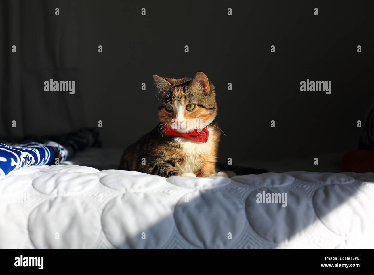 Une orange, noir et blanc moucheté housecat portant un bowtie repose sur un lit dans la lumière spectaculaire. Banque D'Images