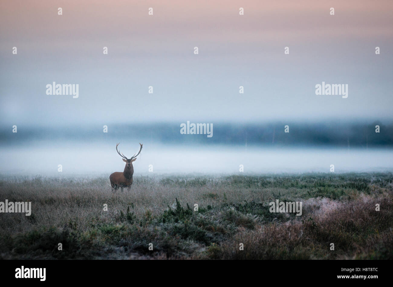 Belle red deer stag sur le champ près de la forêt brumeuse de brouillard en automne paysage en Biélorussie. Banque D'Images