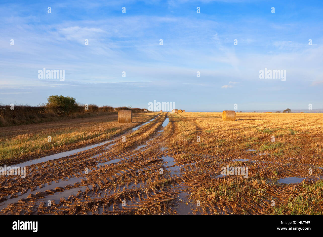 Un champ de chaumes boueux avec empreinte de tracteur et rond bottes de paille dans un paysage d'automne sur les Yorkshire Wolds. Banque D'Images