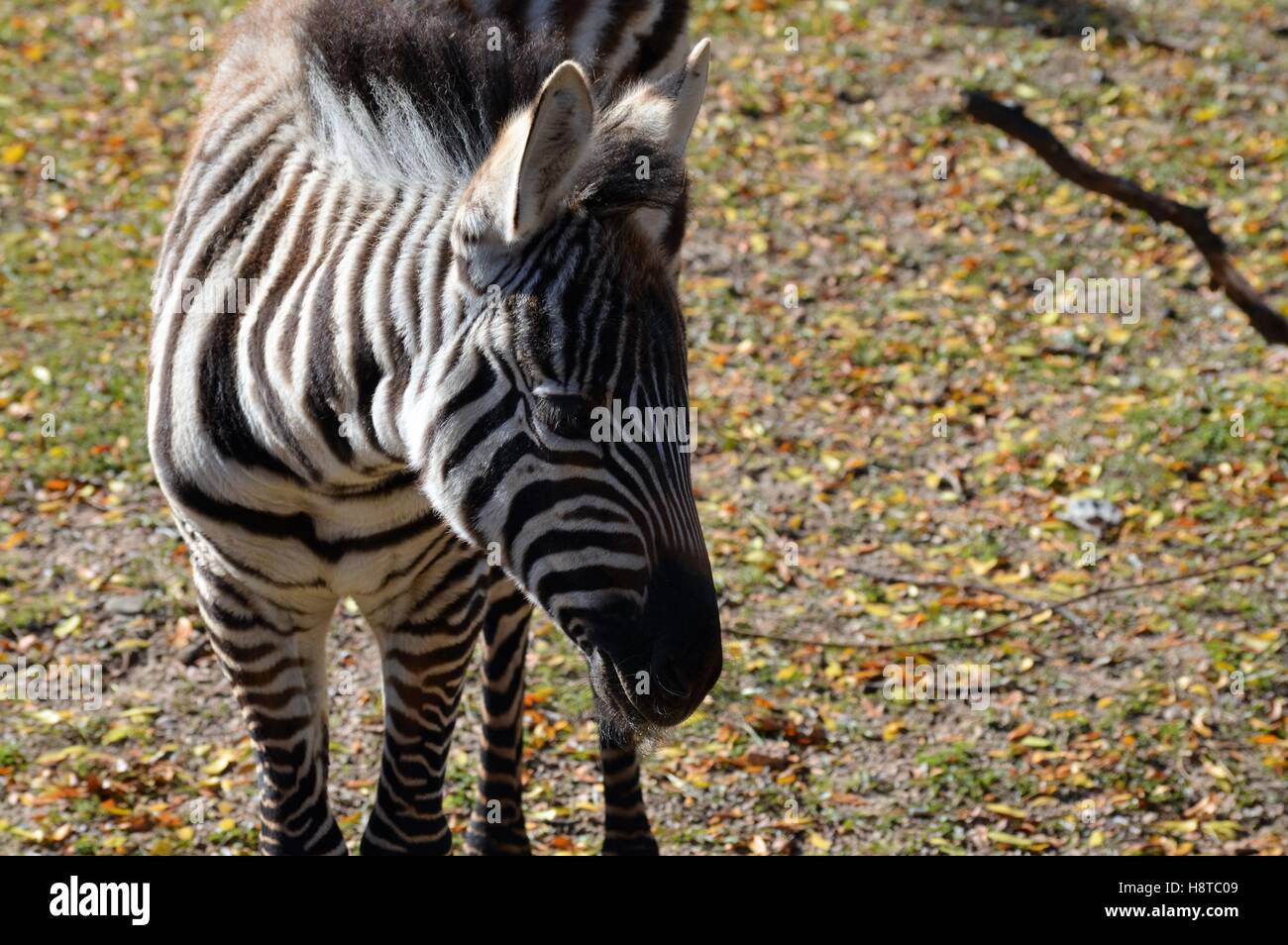 Zebra Banque D'Images