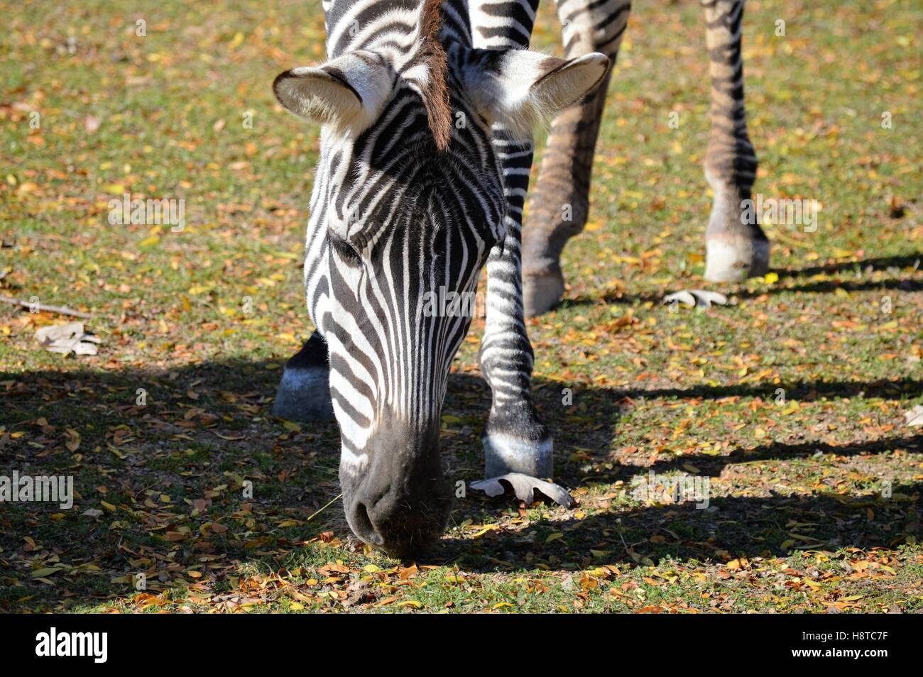 Zebra Banque D'Images