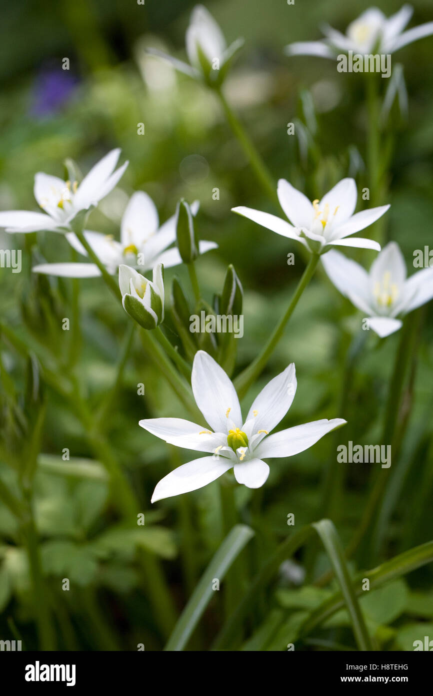 Catégorie : Fleurs. Star-de-Bethléem des fleurs au printemps. Banque D'Images