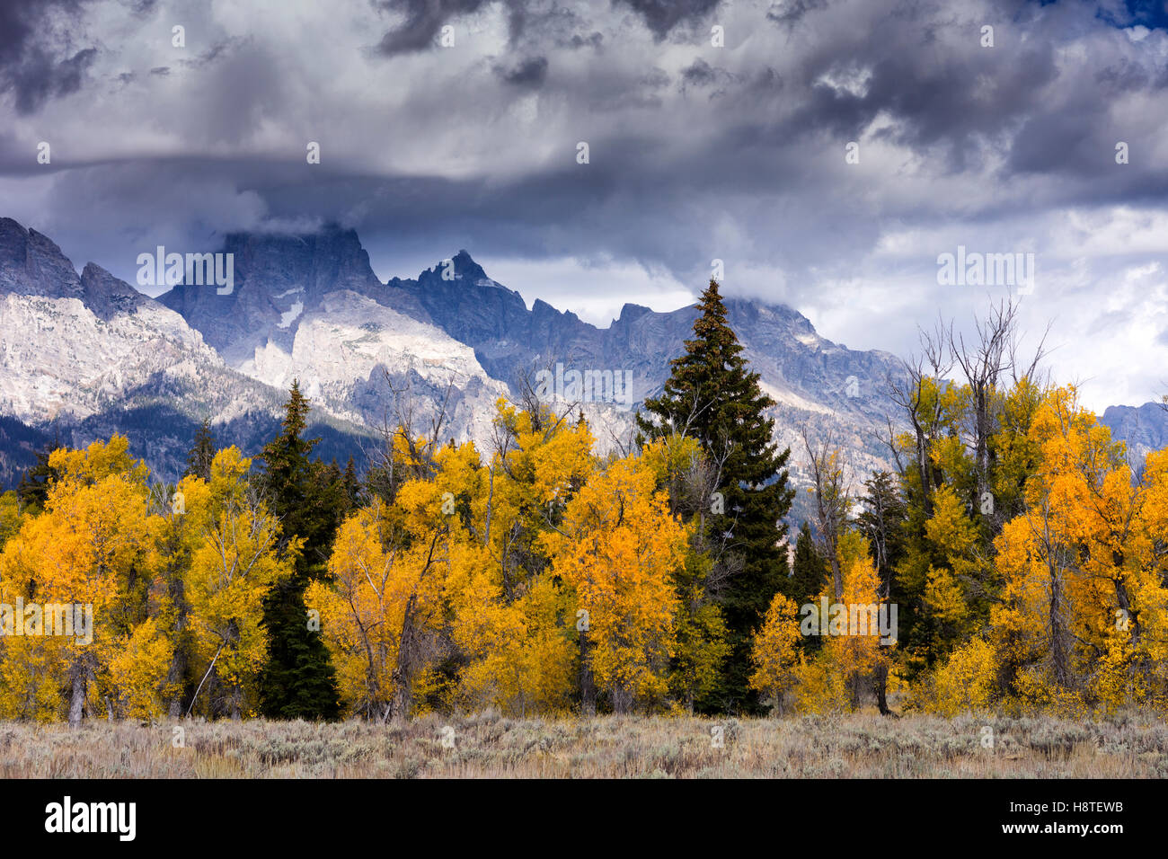 L'automne à Grand Teton National Park, Wyoming, USA Banque D'Images