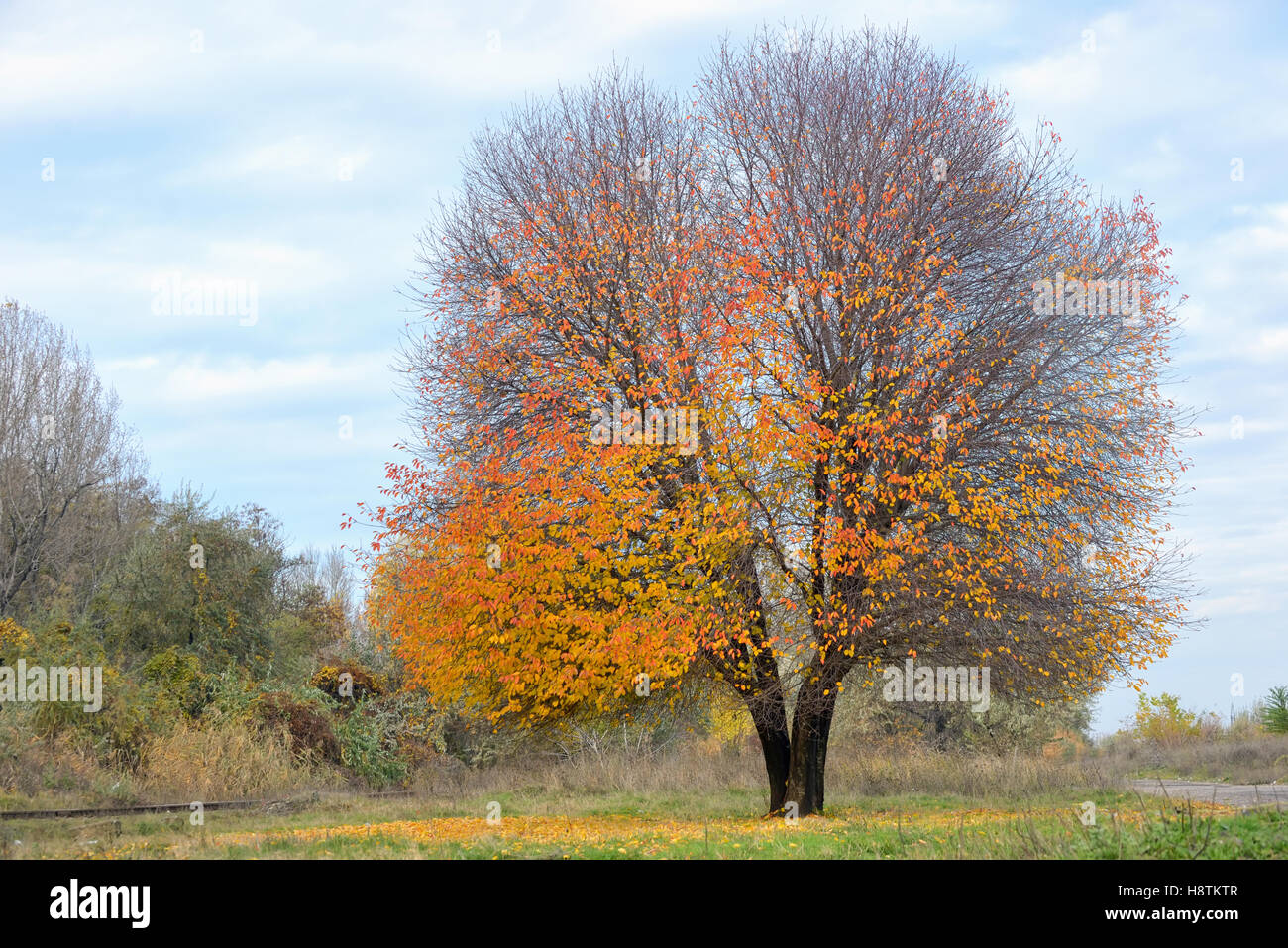 Cerisier d'automne solitaire Banque D'Images