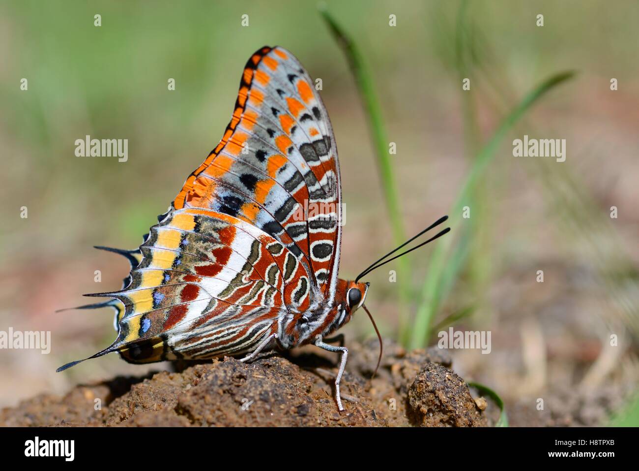 Charaxes Jasius Banque d