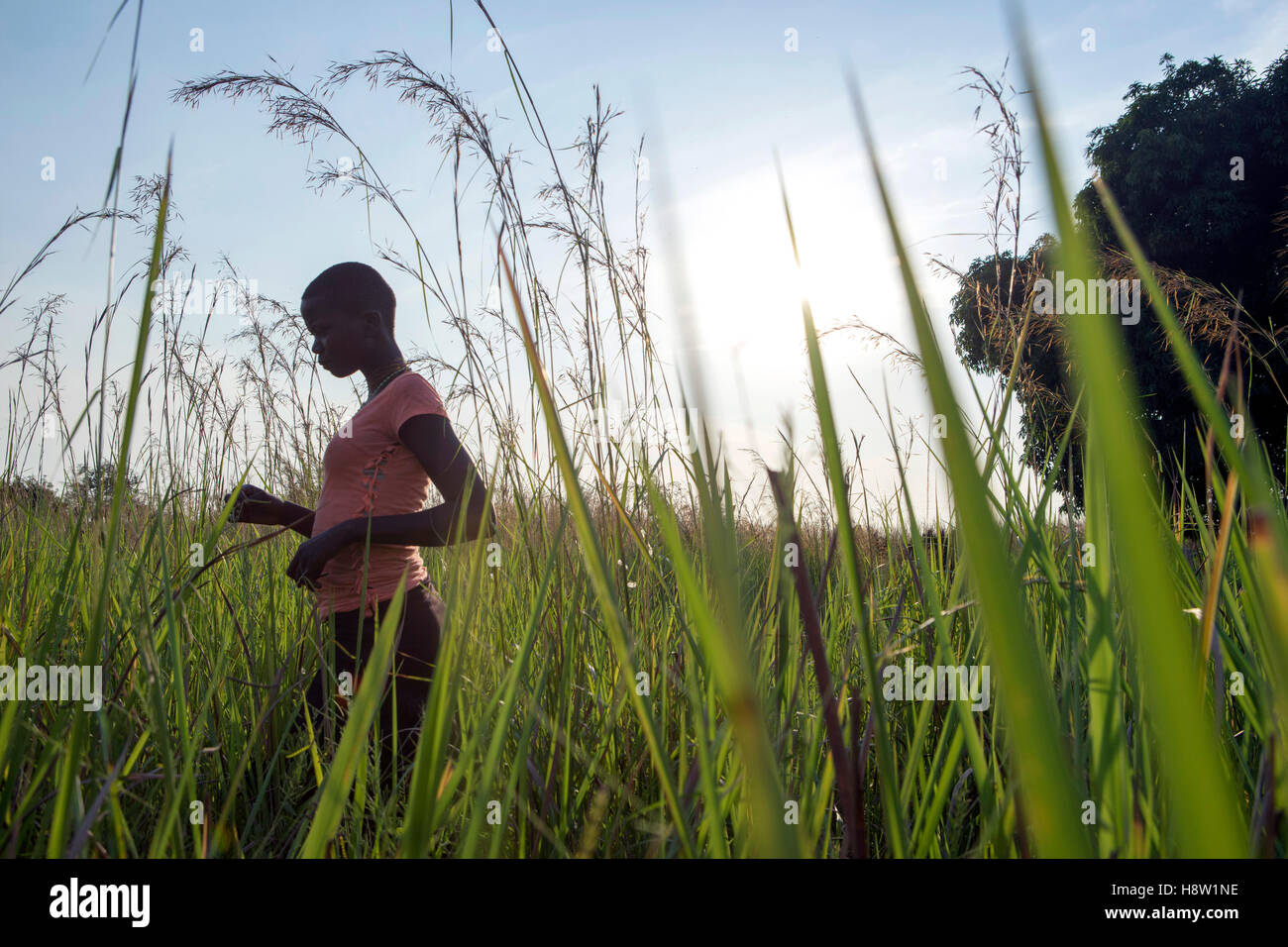 La marche des réfugiés du Soudan du Sud un champ dans le Nord de l'Ouganda, près de la ville d'Adjumani. Nov, 2016 Banque D'Images