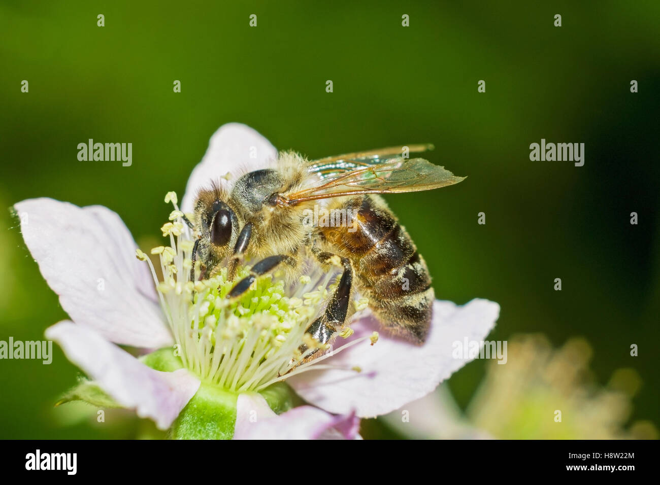 Abeille sur fleur de blackberry Banque D'Images